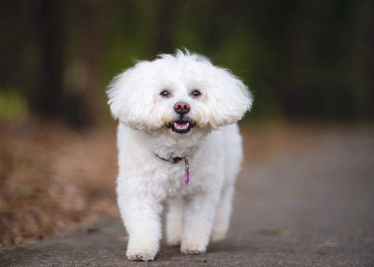 10 Most Popular Toy Breed Dogs (2026 Update)