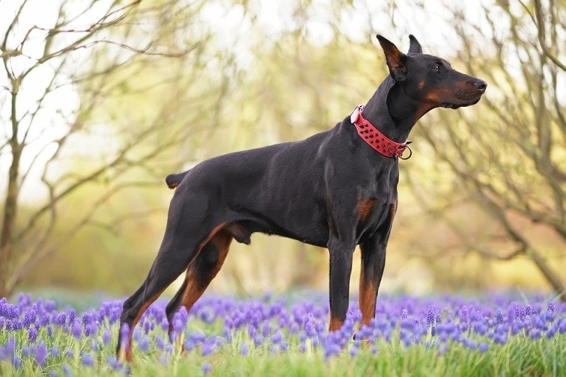 Black and tan Doberman dog dock tail
