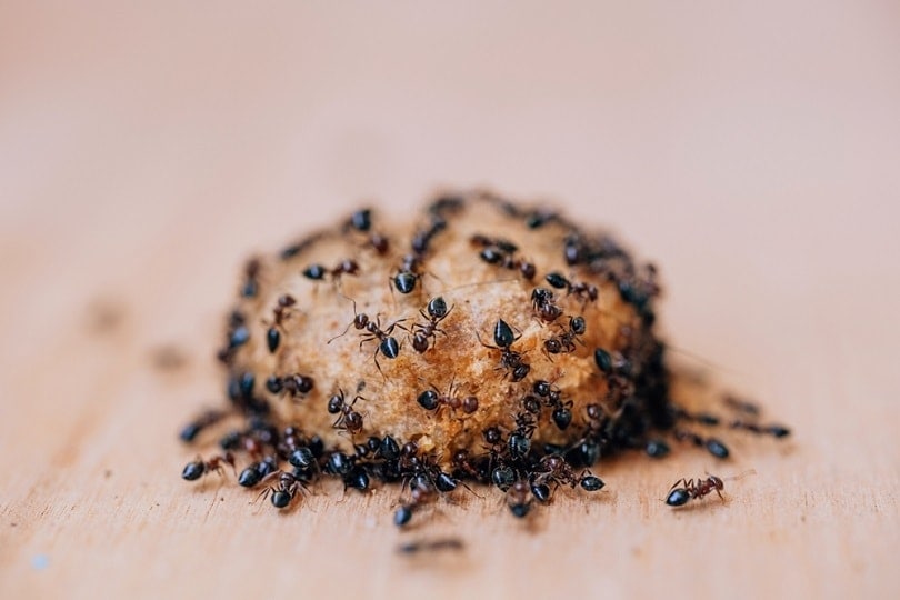 How to Keep Ants Out of Dog Food (8 Fast & Easy Tips)