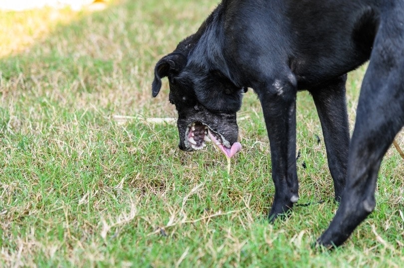 Why Does My Dog Throw Up Water After Drinking? 9 Possible Reasons