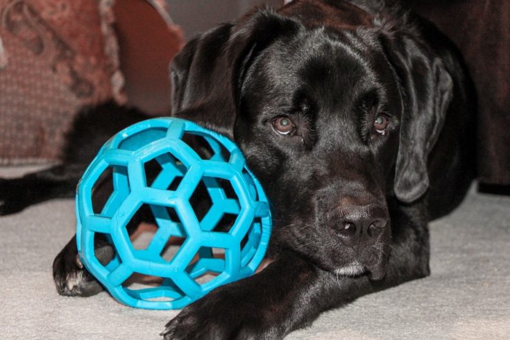 What're the Most Optimal Colors for Dog Toys? Canine Color Spectrum & Considerations