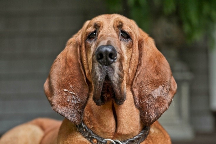 12 Endangered Dog Breeds That Could Go Extinct (With Info & Pictures)