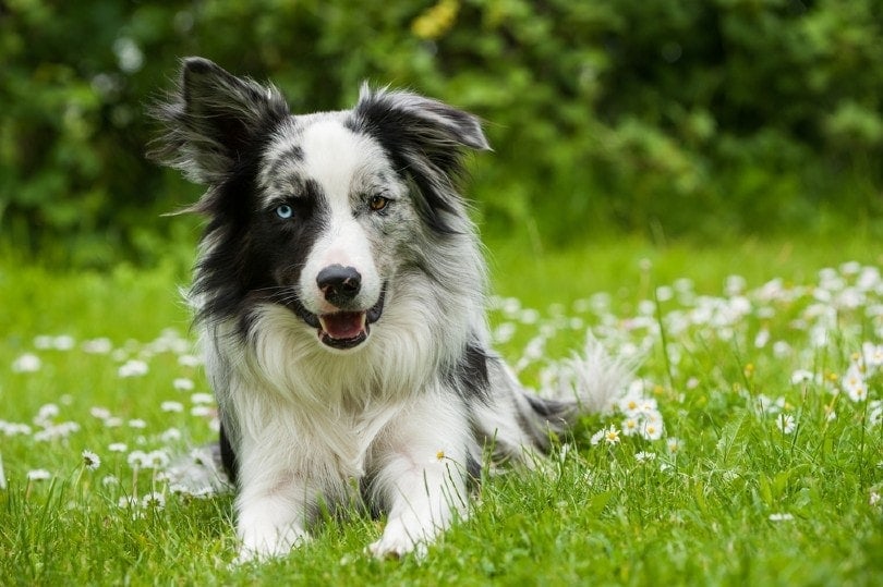 Chaser the Dog: Incredible Facts About the World's Smartest Pup
