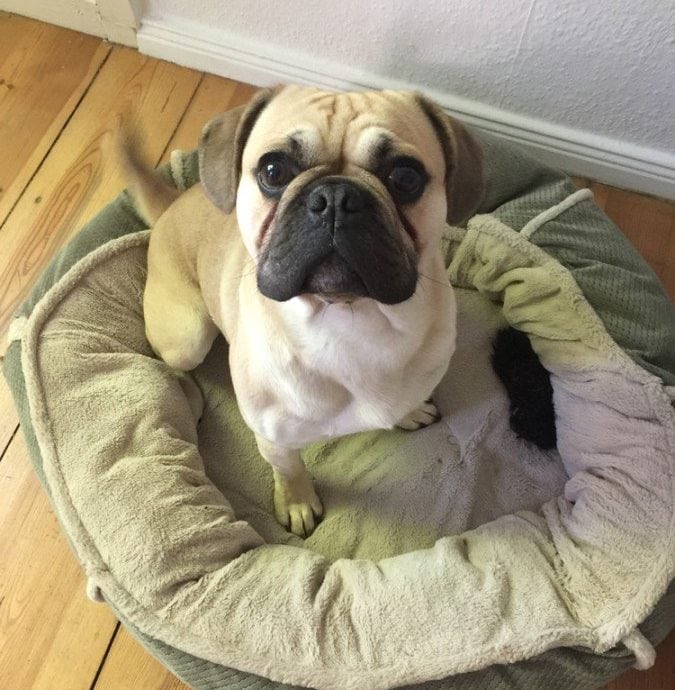 20 French Bulldog Mixes: With Pictures & Facts