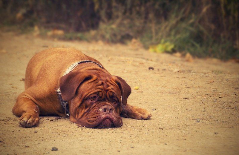 Bordeaux Pitbull (Dogue de Bordeaux & Pitbull Mix): Info, Pictures, Characteristics & Facts