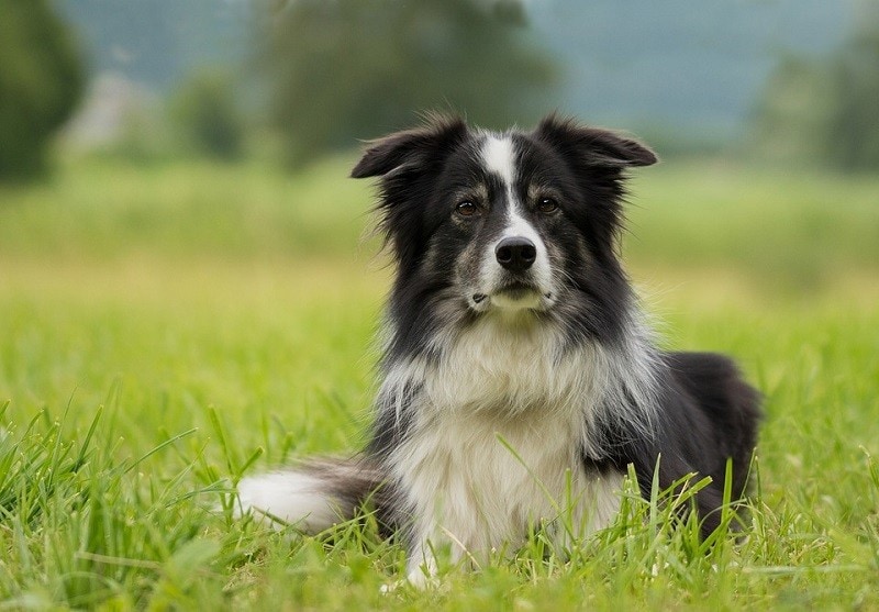 6 Common Border Collie Food Allergies (Vet Reviewed Facts)