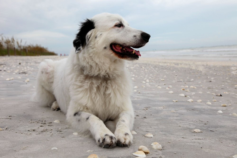 12 Great Pyrenees Mixes: Info, Pictures, Facts & History