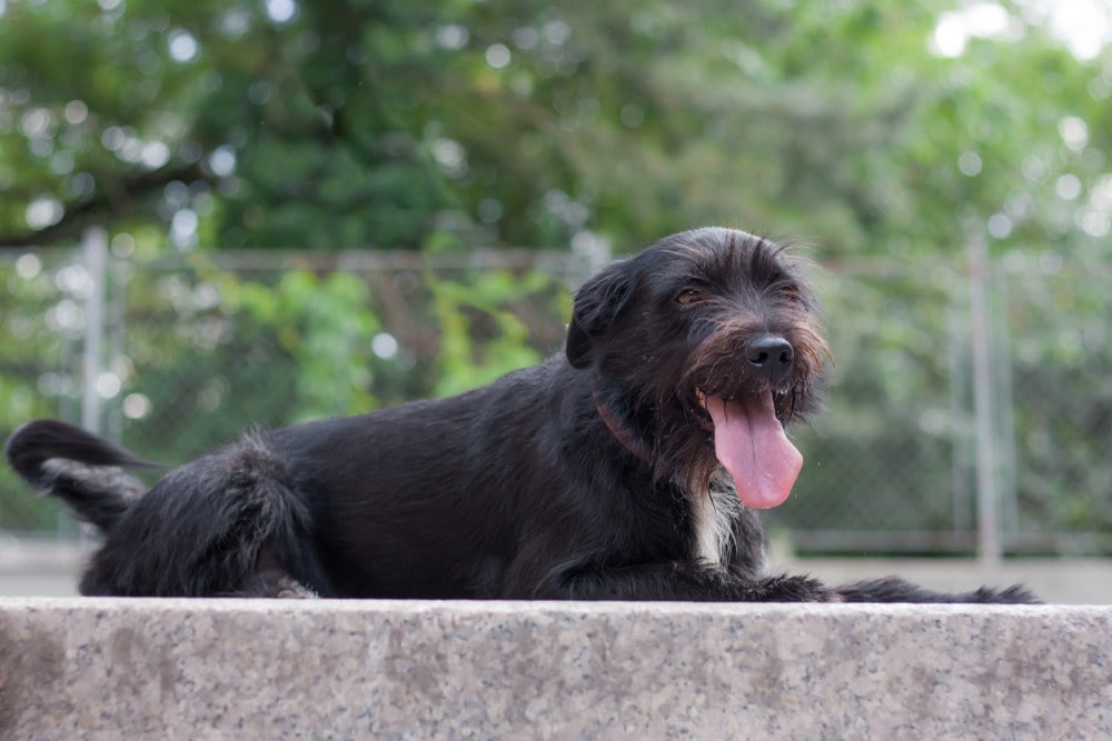 Border Schnollie lying down tongue
