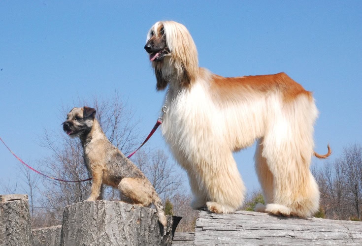 Border Terrier and Afghan Hound