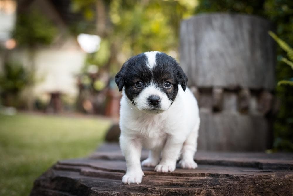 Bossi-Poo (Boston Terrier & Poodle Mix): Info, Pictures, Characteristics & More