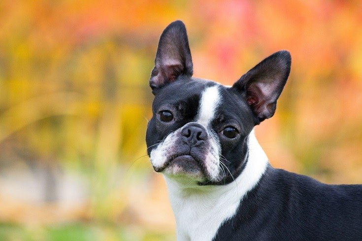 Why Do Boston Terriers Fart So Much? 5 Vet-Verified Reasons