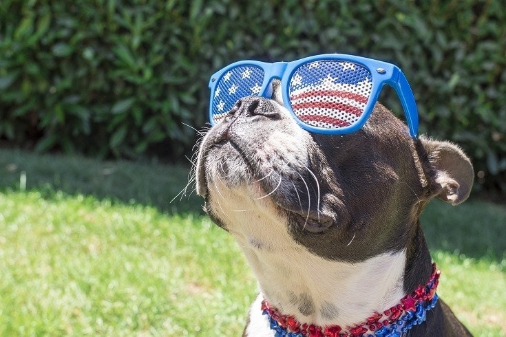 14 All-American Dog Breeds (With Info & Pictures)
