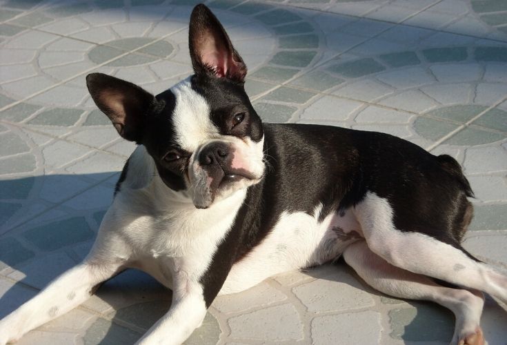 Why Do Boston Terriers Shake? 5 Vet-Approved Reasons