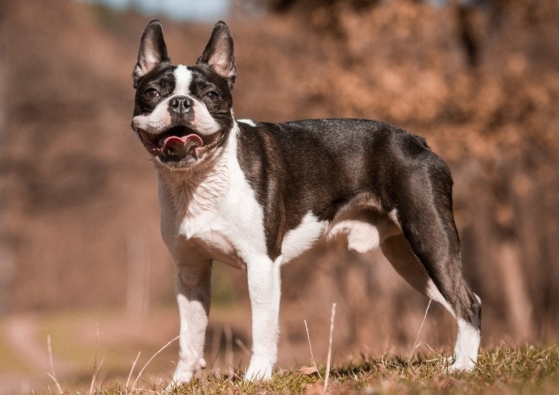 Are Boston Terriers Hypoallergenic? Breed Characteristics & Facts