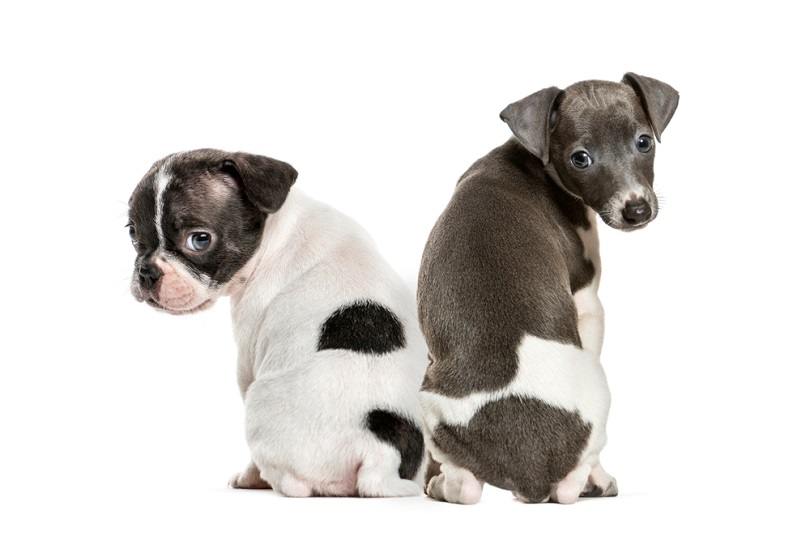 Boston Iggy (Boston Terrier & Italian Greyhound Mix): Info, Pictures, Characteristics & Facts