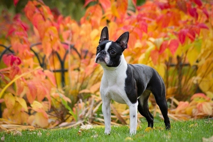 23 Boston Terrier Mixes That Are Absolutely Pawesome (with Pictures)
