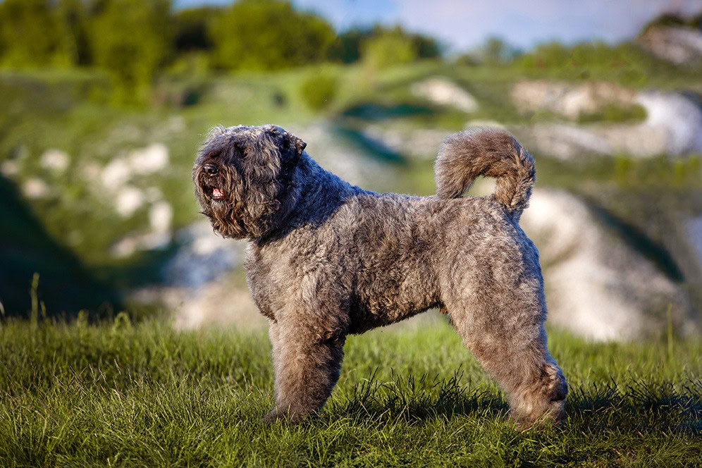 4 Dog Breeds That Look Like Sheep & Lambs (With Info & Pictures)