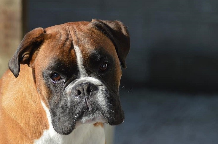 3 Boxer Dog Colors (With Pictures)
