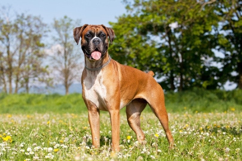 How Much Does a Boxer Cost? 2026 Price Guide