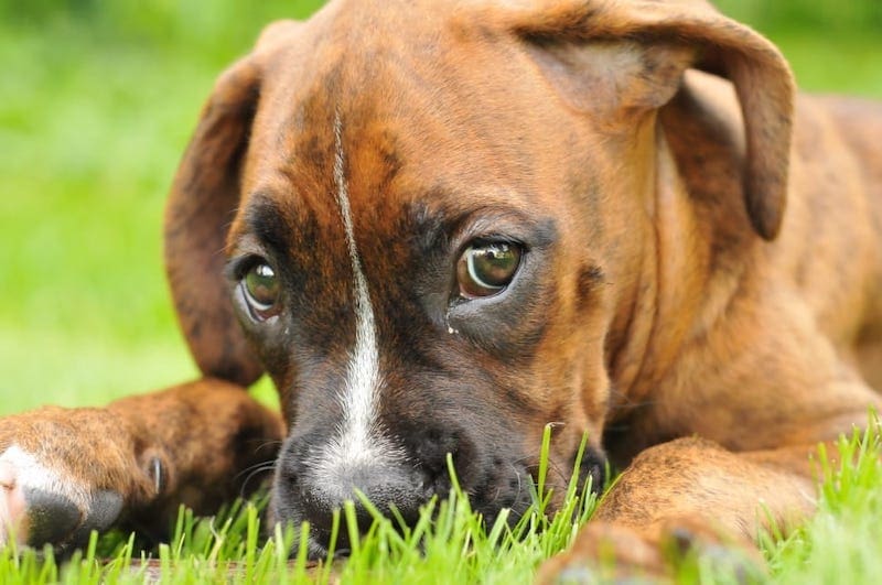 Boxspring (Boxer & English Springer Spaniel Mix): Info, Pictures, Characteristics & Facts