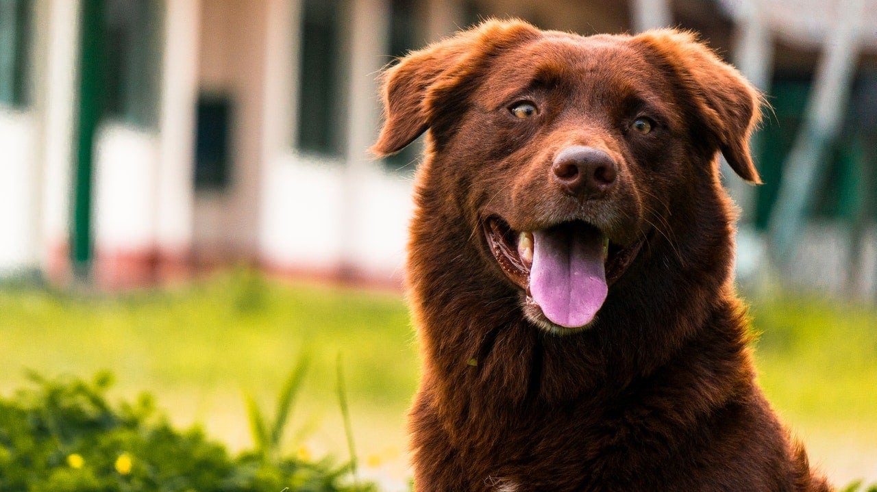 Top 20 Brown Dog Breeds: Small, Big, Fluffy & More (With Info & Pictures)