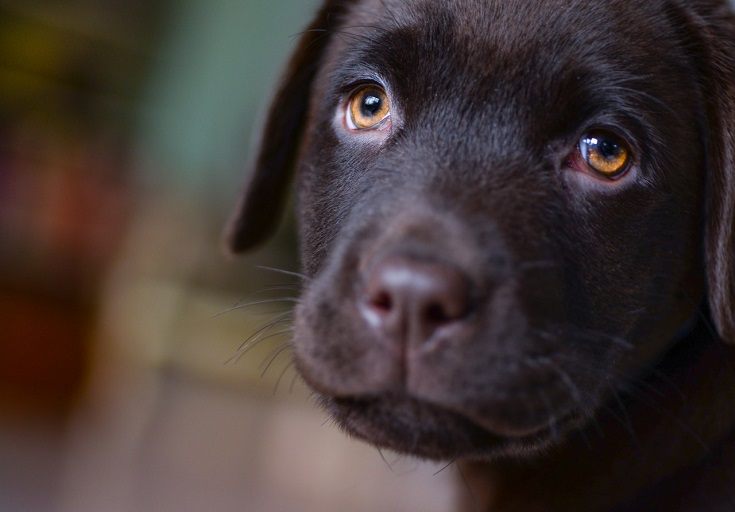 A sad brown puppy