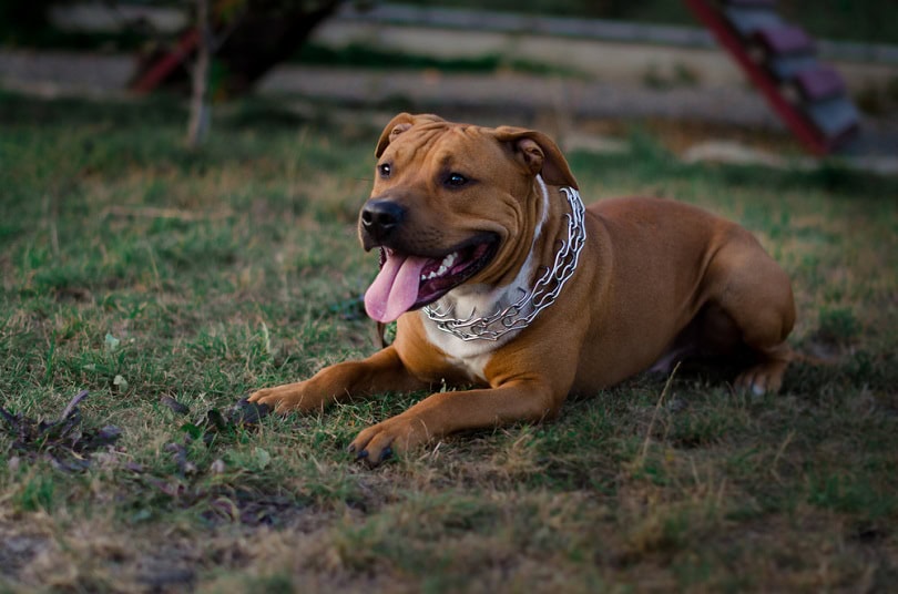 Bullboxer Staff (Boxer & American Staffordshire Terrier Mix): Info, Pictures, Characteristics & Facts