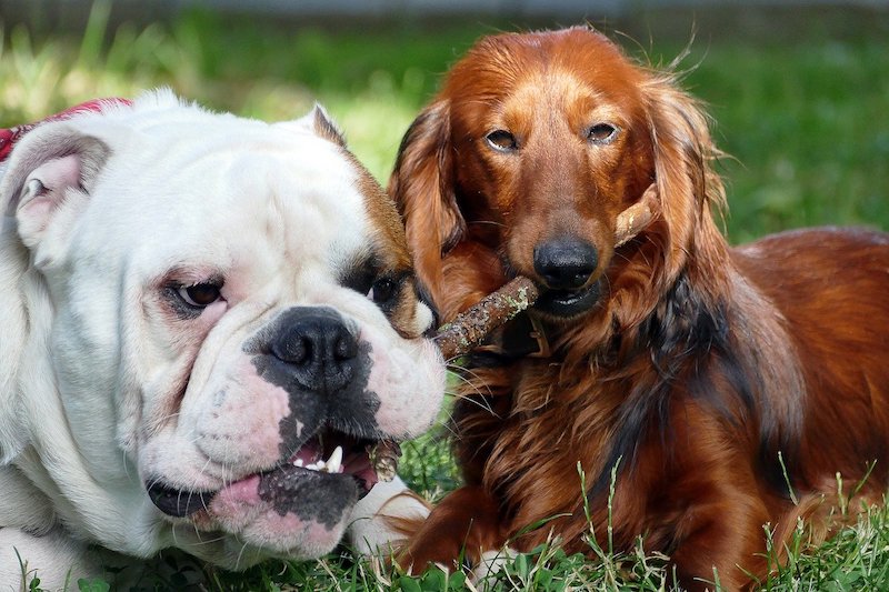 Bulldog Dachshund Mix (Bulldach) Dog Breed: Info, Pictures & Traits