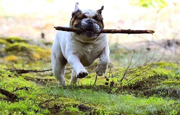 10 Slobbery Dog Breeds That Drool the Most (With Info & Pictures)