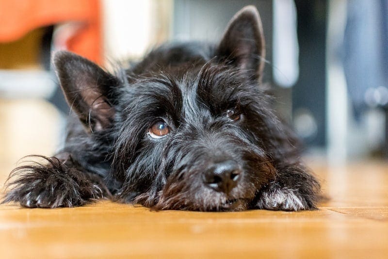 Bushland Terrier (Cairn Terrier & Scottish Terrier Mix): Info, Pictures, Characteristics & Facts