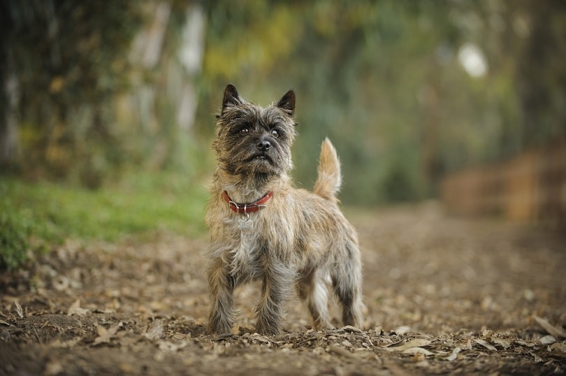 Cairn Terrier Dog Breed: Info, Pictures, Traits & More