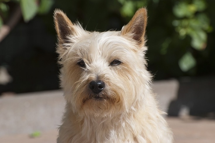 10 Tan-Colored Dog Breeds (With Info & Pictures)