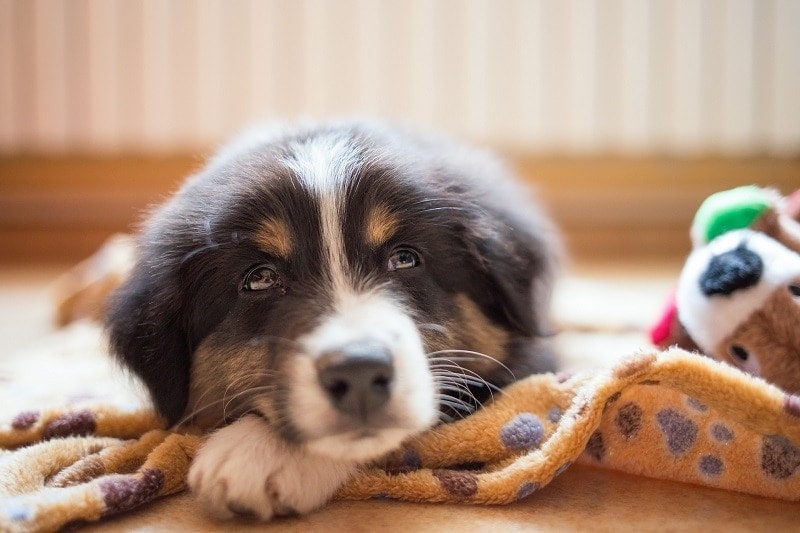 10 Best Calming Treats For Dogs - 2026 Reviews & Top Picks