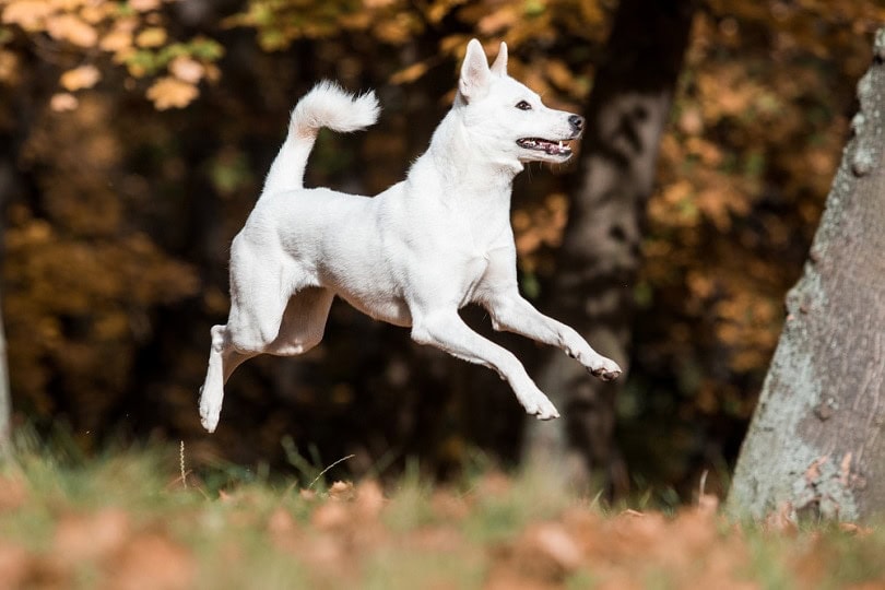 Canaan dog in park_Aneta Jungerova_shutterstock