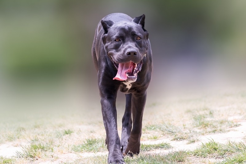 Canis Panther Dog Breed: Info, Pictures, Characteristics & More