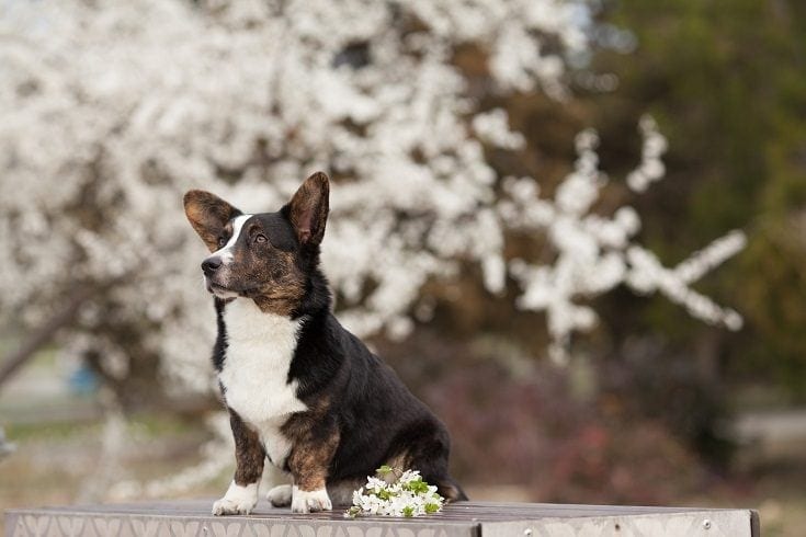 Cardigan Welch Corgi with flowers