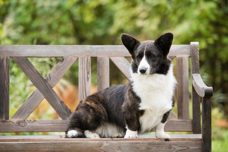 How Much Does a Cardigan Welsh Corgi Cost? 2026 Price Guide
