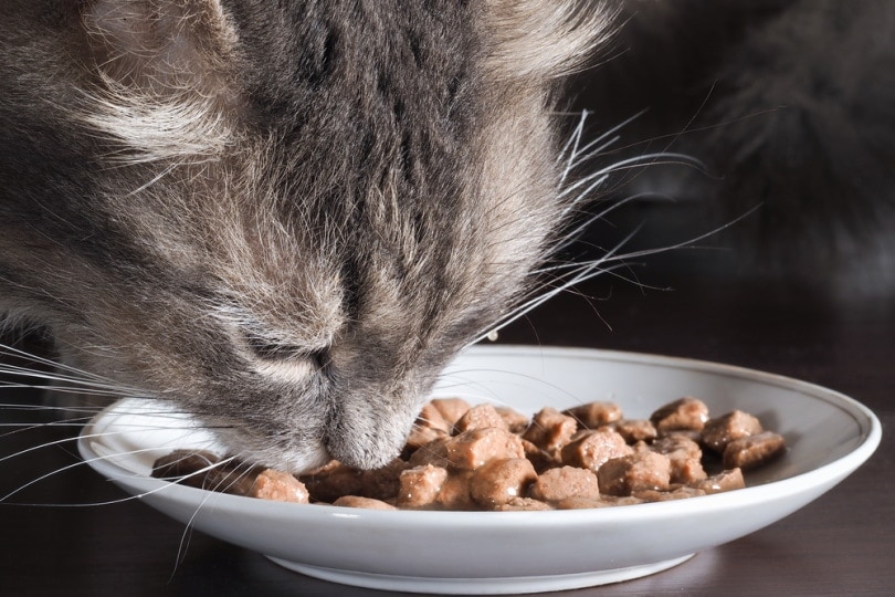 9 Best Diabetic Cat Foods in Canada – 2026 Reviews & Top Picks