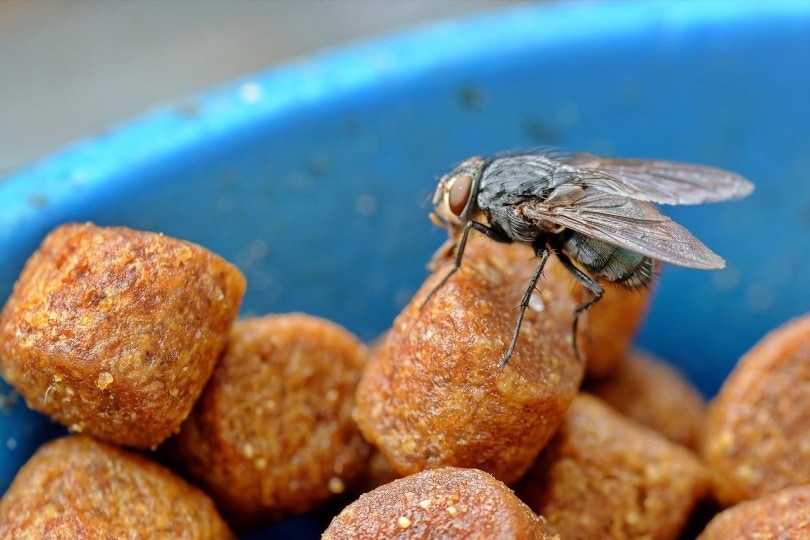 How to Keep Flies Away From Cat Food: 5 Tips & Tricks