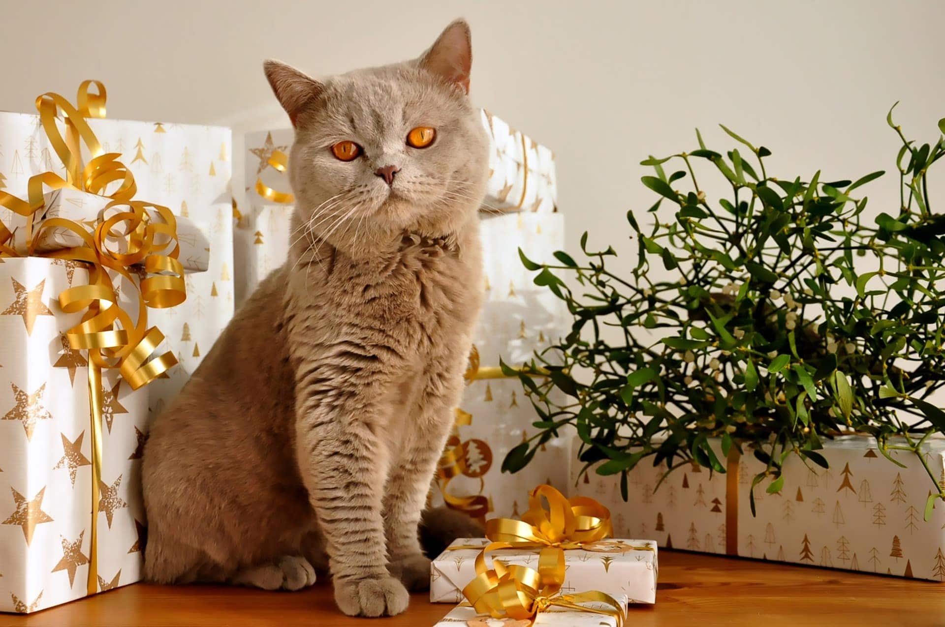 20 DIY Gifts for Cat Lovers You Can Make Today (With Pictures)