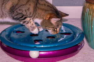 How Long Will Catnip Take to Kick In? Vet-Approved Facts, Pros & Cons