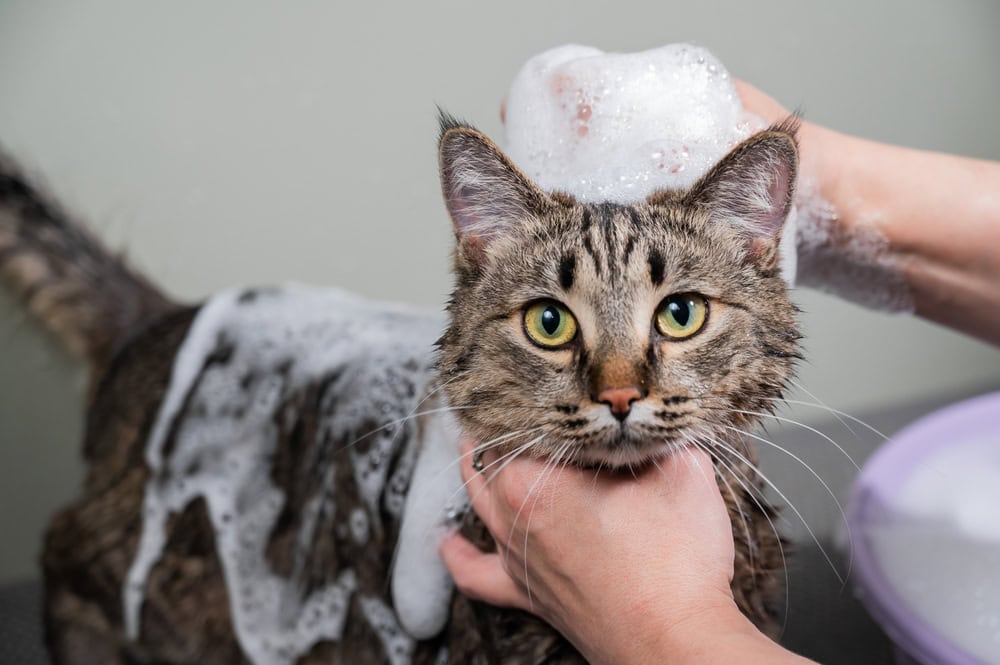 10 Best Cat Shampoos for Dandruff - 2026 Reviews & Top Picks