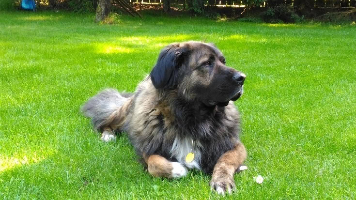 Caucasian Mountain Dog on grass