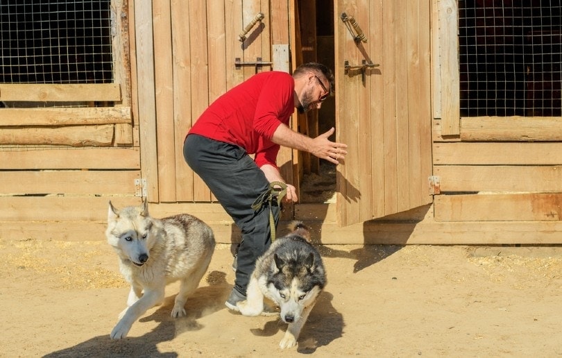 Why Does My Dog Run Away? 6 Reasons & Solutions