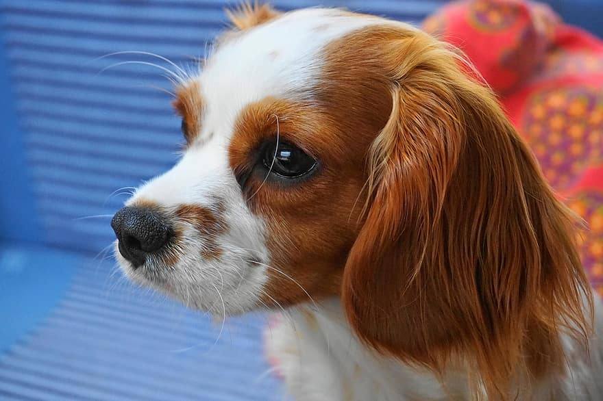Cava-Corgi (Pembroke Welsh Corgi & Cavalier King Charles Spaniel Mix): Info, Pictures, Facts
