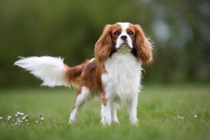 How to Groom a Cavalier King Charles Spaniel: 5 Vet-Reviewed Tips
