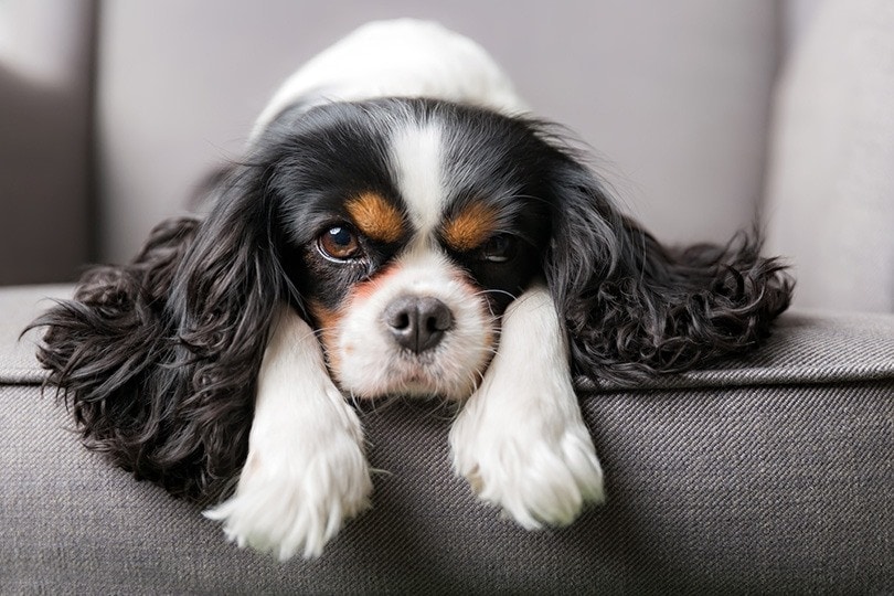 16 Dog Breeds With Low Prey Drives (With Info & Pictures)