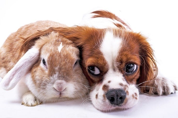 10 Dog Breeds That Get Along With Rabbits (With Info & Pictures)