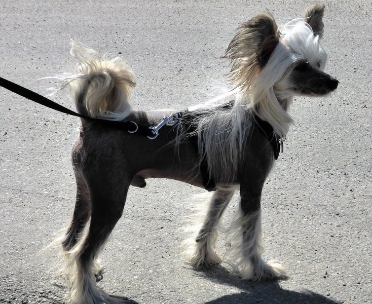 Chinese Crested dog standing