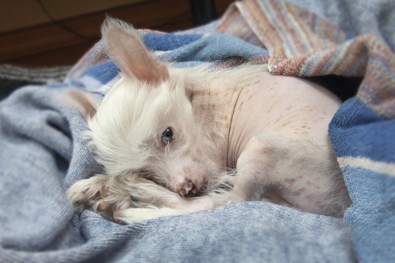 Chinese Crested puppy